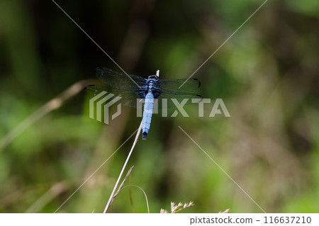 A male large dragonfly resting on a dead branch A male large dragonfly resting on a dead branch 116637210