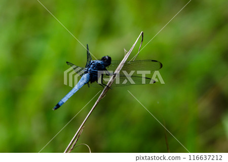 A male large dragonfly resting on a dead branch 116637212
