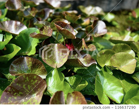 Water lily, lotus leaf and flower in the pond. Close up view of water lily leaves.  116637290