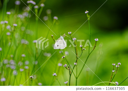 Pieridae cabbage white butterfly drinking nectar 116637305