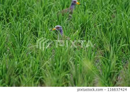 鯔科的幼鳥在稻田裡覓食。 鯔科的幼鳥在稻田裡覓食。 116637424