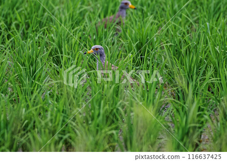 A young lapwing of the Clover family foraging in a rice paddy A young lapwing of the Clover family foraging in a rice paddy 116637425
