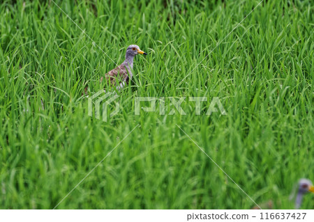 A young lapwing of the Clover family foraging in a rice paddy 116637427