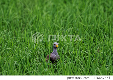 A young lapwing of the Clover family foraging in a rice paddy A young lapwing of the Clover family foraging in a rice paddy 116637431