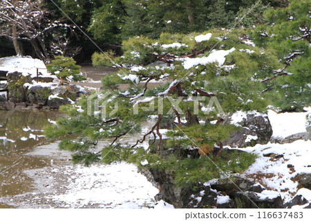 "Snow Scenery at Genkyuen Garden" in Hikone City, Shiga Prefecture "Snow Scenery at Genkyuen Garden" in Hikone City, Shiga Prefecture 116637483