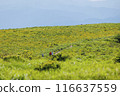 Kirigamine no Nikkokisge 116637559