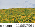 Kirigamine no Nikkokisge 116637561