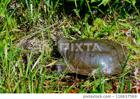 A soft-shelled turtle preparing to lay eggs 116637569