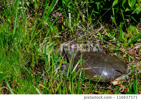 A soft-shelled turtle preparing to lay eggs A soft-shelled turtle preparing to lay eggs 116637571
