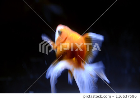 金魚 116637596