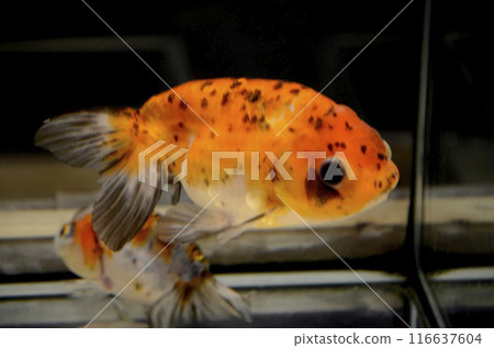 Goldfish   116637604