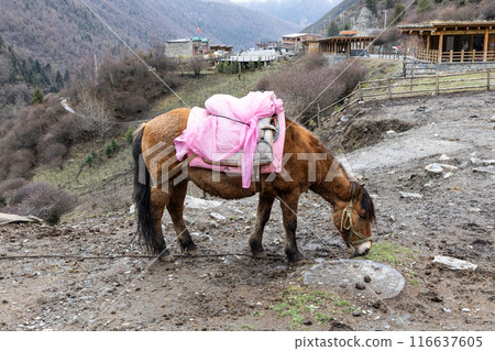 Horses are available for tourists to hire at Changping Valley, Siguniangshan park to appreciate the national park. 116637605