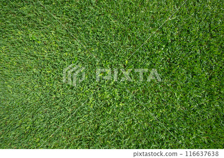 Mossy green grass background Mossy green grass background 116637638