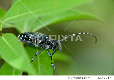 Gomadarakamikiri Gomadarakamikiri 116637716