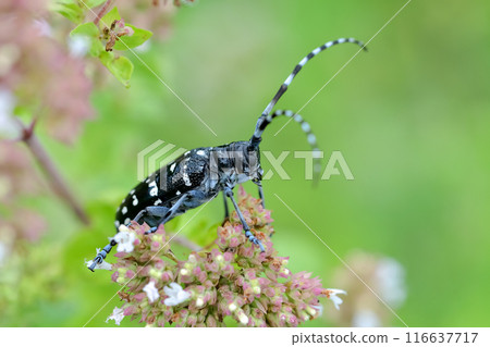 Affiliation Affiliation 116637717