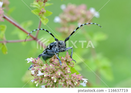 Affiliation Affiliation 116637719