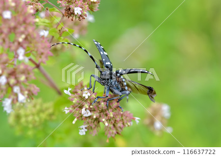 Affiliation 116637722