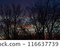 Silhouettes of trees at sunset. 116637739