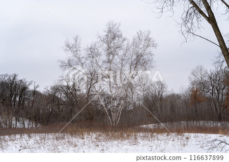 A frozen view of snow and trees at a local Minnesota park in winter. A frozen view of snow and trees at a local Minnesota park in winter. 116637899