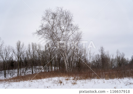 A frozen view of snow and trees at a local Minnesota park in winter. A frozen view of snow and trees at a local Minnesota park in winter. 116637918