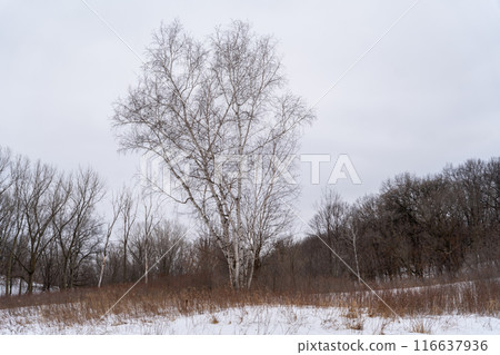 A frozen view of snow and trees at a local Minnesota park in winter. 116637936