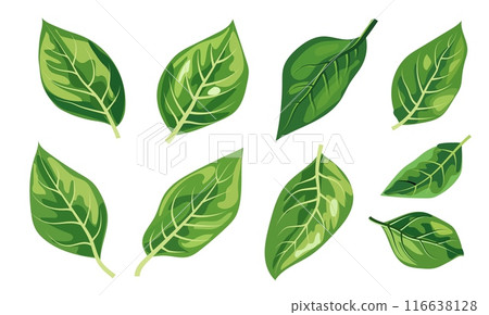 featuring eight different types of green leaves. Each leaf showcases unique shapes and vein patterns. graphic is simple, clean, and vibrant, ideal for nature-themed designs and eco-friendly projects 116638128