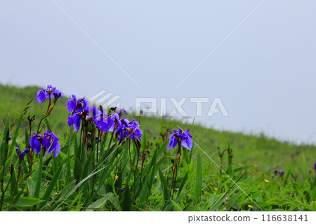 Iris blooming at Cape Ochiishi Iris blooming at Cape Ochiishi 116638141