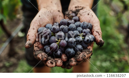 A closeup of hands holding freshly picked grapes, with dirt on the skin 116638207