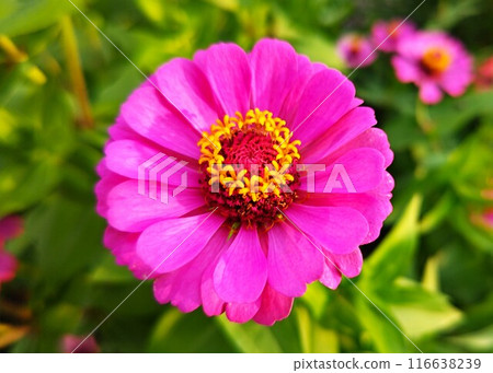 洋紅色的花 洋紅色的花 116638239