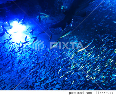 一群魚在藍色發光的水族館裡游泳 116638945
