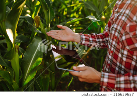 Farmer standing in corn field examining crop. Harvest care concept. Agriculture, ecology concept. 116639687
