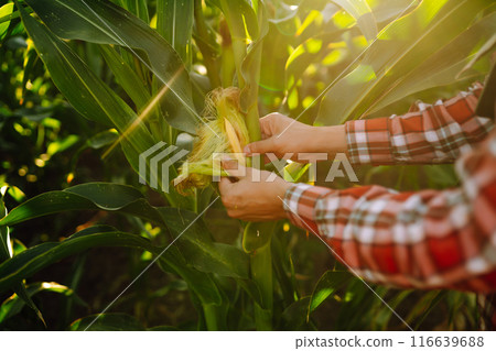 Farmer standing in corn field examining crop. Harvest care concept. Agriculture, ecology concept. 116639688