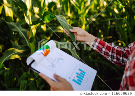 Farmer standing in corn field examining crop. Harvest care concept. Agriculture, ecology concept. Farmer standing in corn field examining crop. Harvest care concept. Agriculture, ecology concept. 116639689