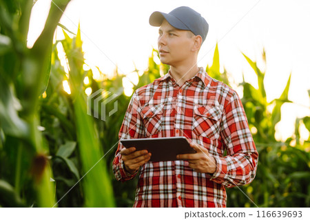 Farmer standing in corn field examining crop. Harvest care concept. Agriculture, ecology concept. Farmer standing in corn field examining crop. Harvest care concept. Agriculture, ecology concept. 116639693