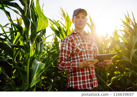 Farmer standing in corn field examining crop. Harvest care concept. Agriculture, ecology concept. Farmer standing in corn field examining crop. Harvest care concept. Agriculture, ecology concept. 116639697