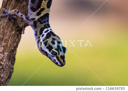 a type of anole lizard. Anoles are arboreal lizards 116639785