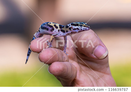 a type of anole lizard on person finger 116639787