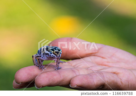 a type of anole lizard on person finger 116639788