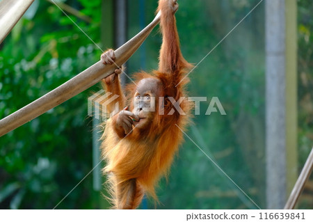 A baby orangutan thinking while hanging 116639841