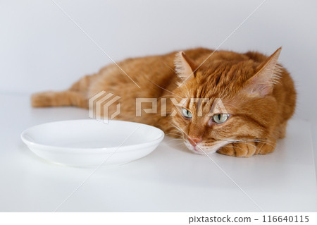 Adult hungry ginger cat waiting for food near an empty bowl close up 116640115