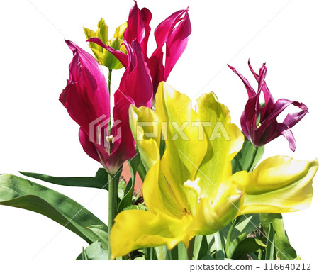 Flowers with big red and yellow petals isolated 116640212
