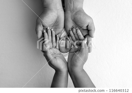 The palms of the parents. A father and mother hold the feet of a newborn child in a blanket. The feet of a newborn in the hands of parents. Black and white Photo of foot, heels and toes The palms of the parents. A father and mother hold the feet of a newborn child in a blanket. The feet of a newborn in the hands of parents. Black and white Photo of foot, heels and toes 116640312