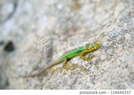 a bright green lizard on a stone 116640337