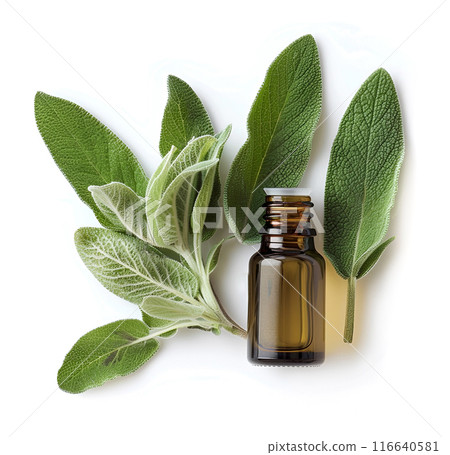Sage oil with leaves on white backgrounds 116640581
