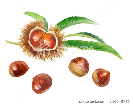 帶有葉子和栗子的毛刺的水彩插圖。秋天的味道。 （向量和葉子佈局可以更改） 116640775