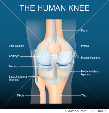 Knee anatomy. Knee joint structure 116640814