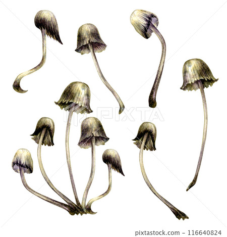 Poisonous forest mushrooms white, black, blue toadstools isolated on a white background. Watercolor illustration for template, autumn holiday, harvest, magic, witches, poison, medicine tea, textile Poisonous forest mushrooms white, black, blue toadstools isolated on a white background. Watercolor illustration for template, autumn holiday, harvest, magic, witches, poison, medicine tea, textile 116640824