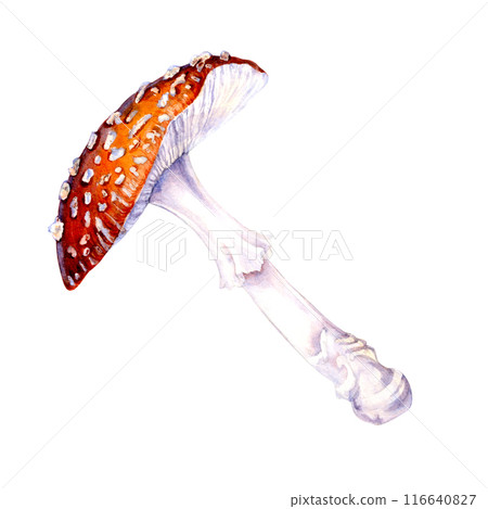 Poisonous forest mushroom red fly agaric isolated on a white background. Watercolor illustration for postcard template, textile for autumn holiday, harvest day, magic, witches, poison, medicine tea Poisonous forest mushroom red fly agaric isolated on a white background. Watercolor illustration for postcard template, textile for autumn holiday, harvest day, magic, witches, poison, medicine tea 116640827
