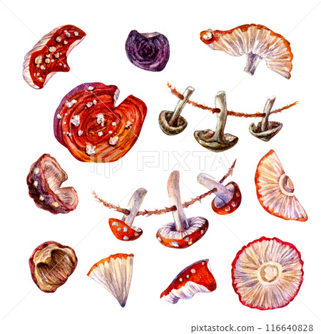 Poisonous forest mushroom red fly agaric isolated on a white background. Watercolor illustration for postcard template, textile for autumn holiday, harvest day, magic, witches, poison, medicine tea 116640828