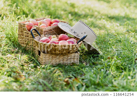 Apple harvest. Ripe red apples in the basket and in dark wooden crate on green grass. Apple picking 116641254